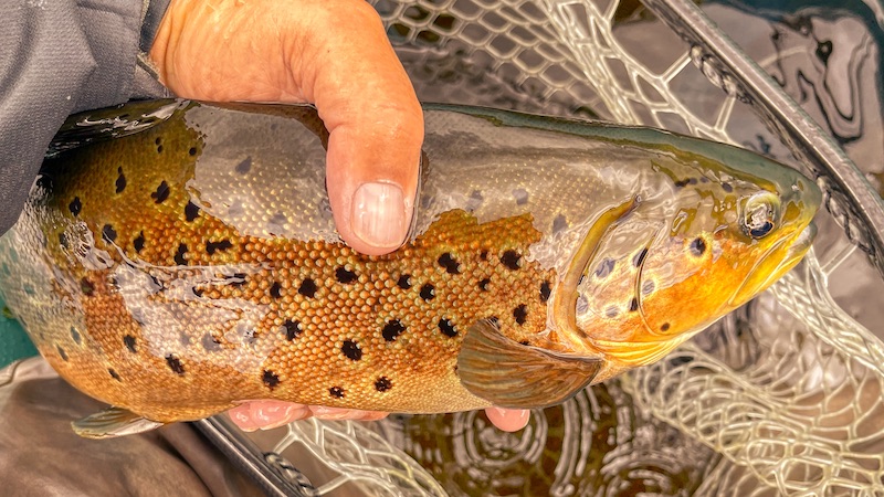 220709 rena trout