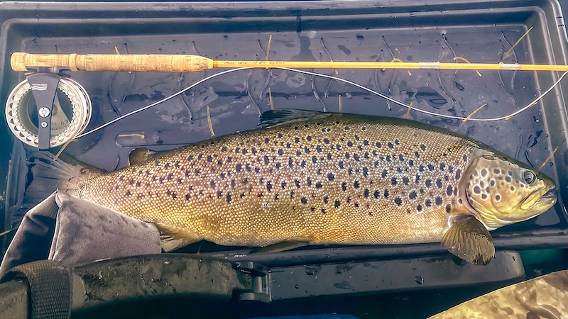 220710 rena bjarne fries trout