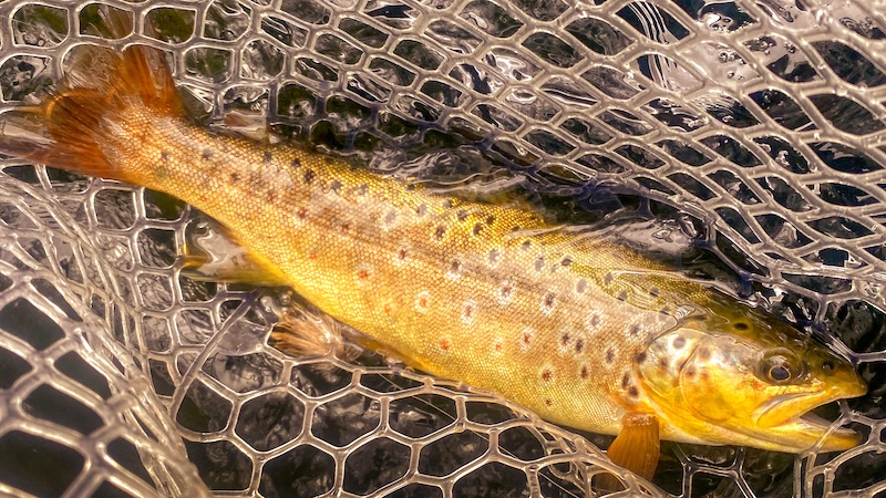 220711 rena lars trout