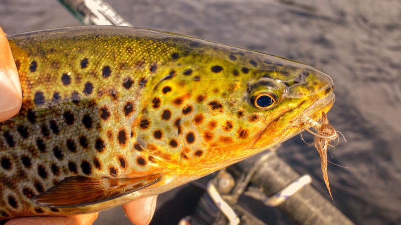 220711 rena trout mayfly