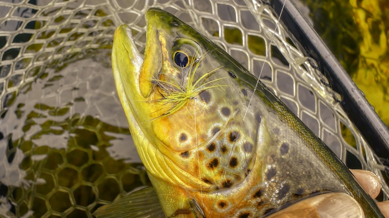 220713 rena trout mayfly