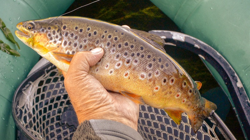 220716 rena trout