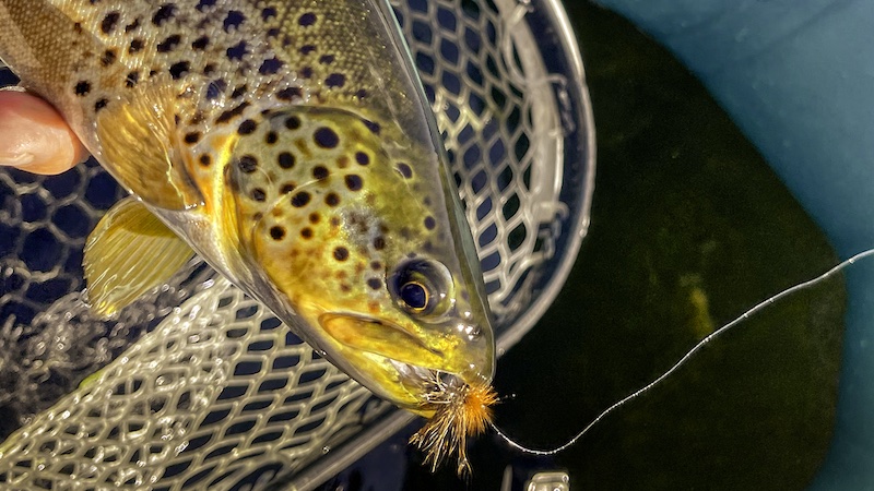 220727 rene trout net