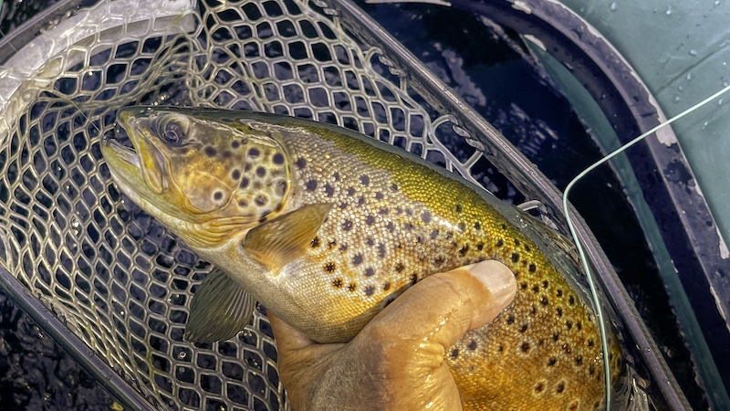 220727 rene trout net2