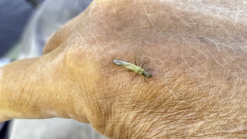 220729 rena little stonefly