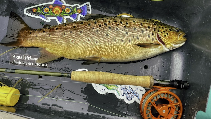 220802 rena trout
