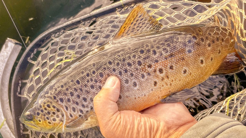 220807 rena trout net