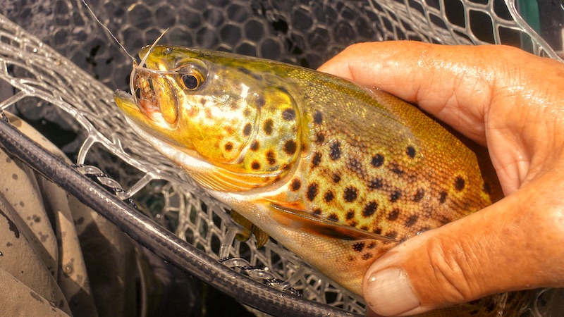220807 rena trout