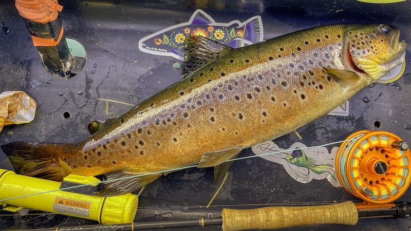 220811 rena trout