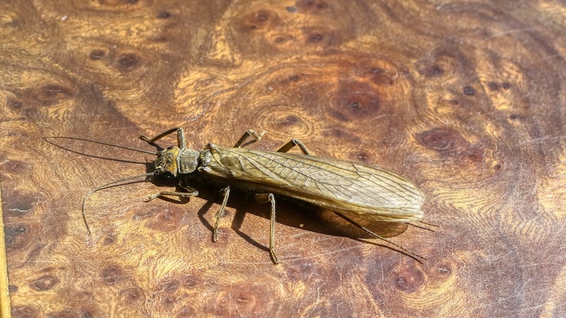 Stonefly - Dinocras Cephalotes 220814 rena stonefly