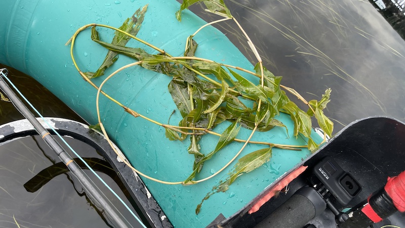 Rankegrøde 220814 rena weed
