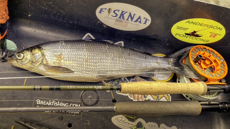 Helt / Sik 220818 rena helt