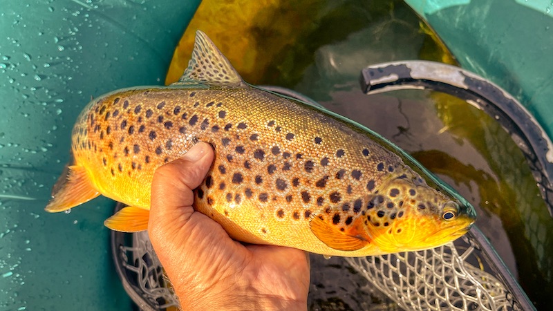 Rena ørred 220818 rena trout