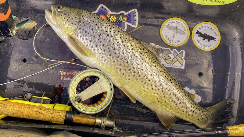 220902 mariager trout