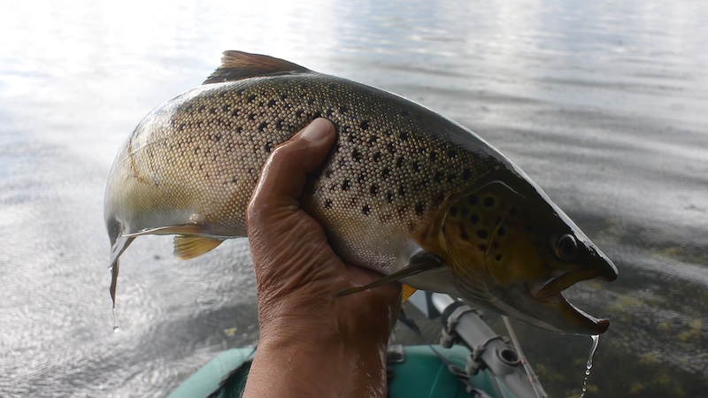 220917 mariager big trout