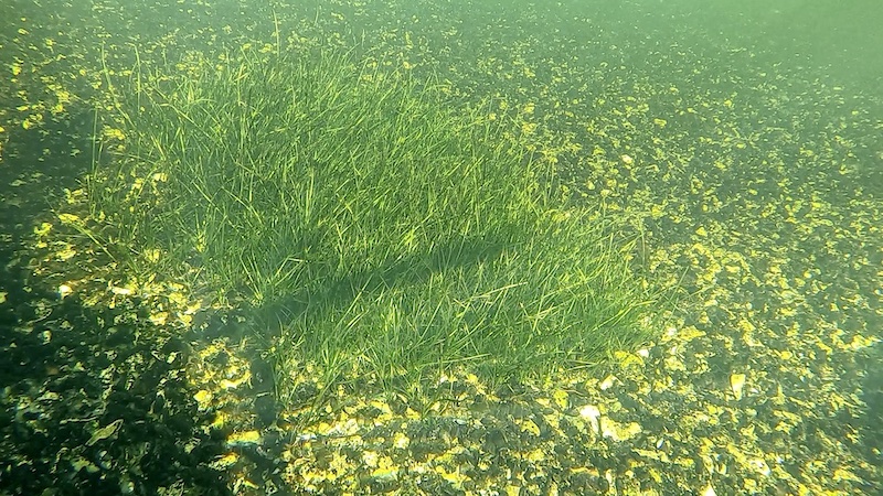 220917 mariager sea grass