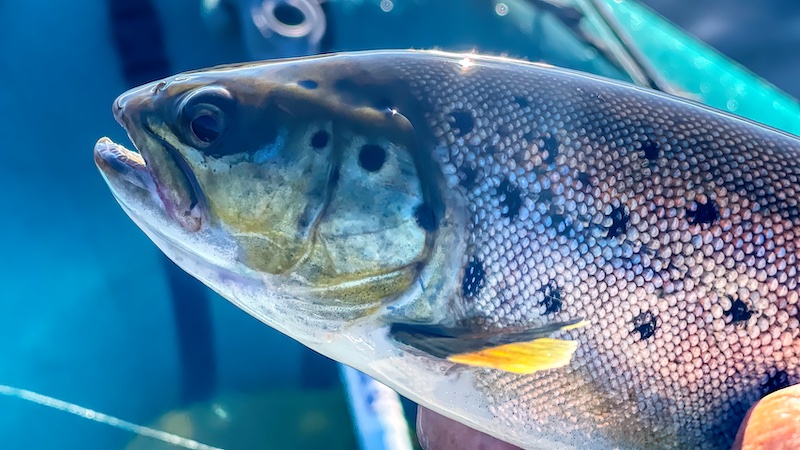 220917 mariager trout hand