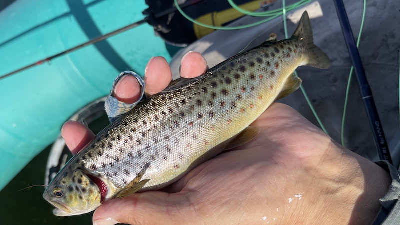 220921 hobro trout