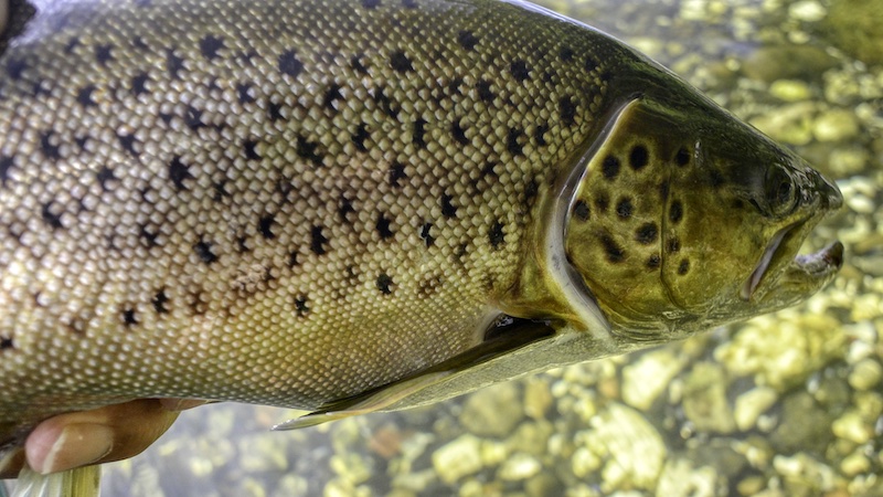 Ørred fra Mariager Fjord 220923 bramslev trout