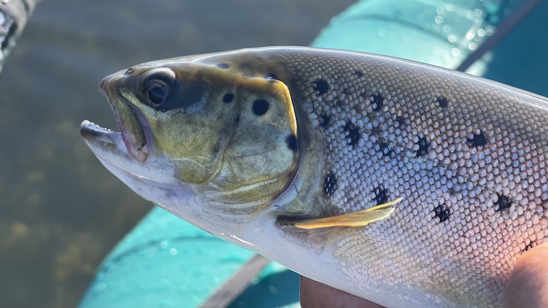 Ørred 220930 mariager kongsdal trout