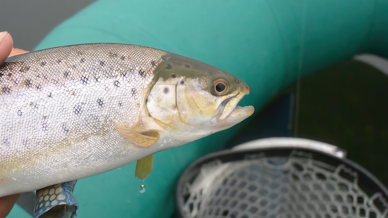 221022 udbyhoj trout