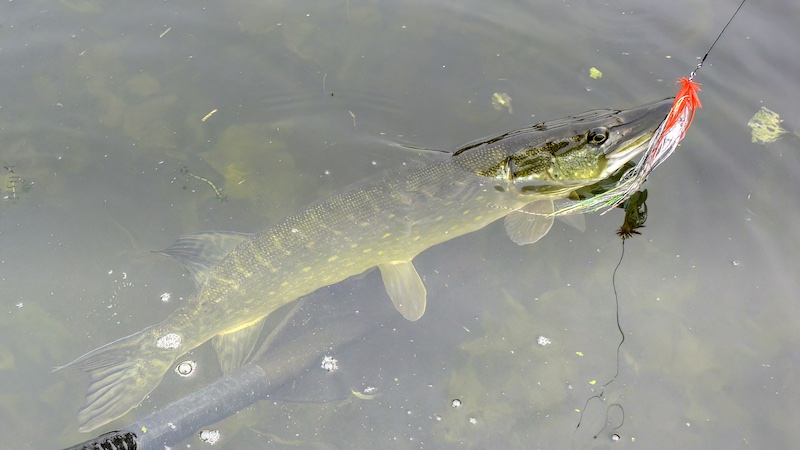 Gedde 221030 bredningen gedde