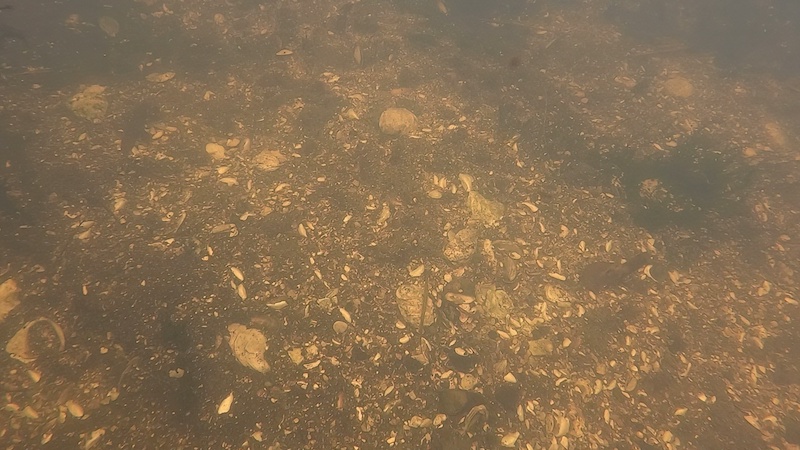 Østersskaller i Dronnningborg Bredning 221030 bredningen oysters