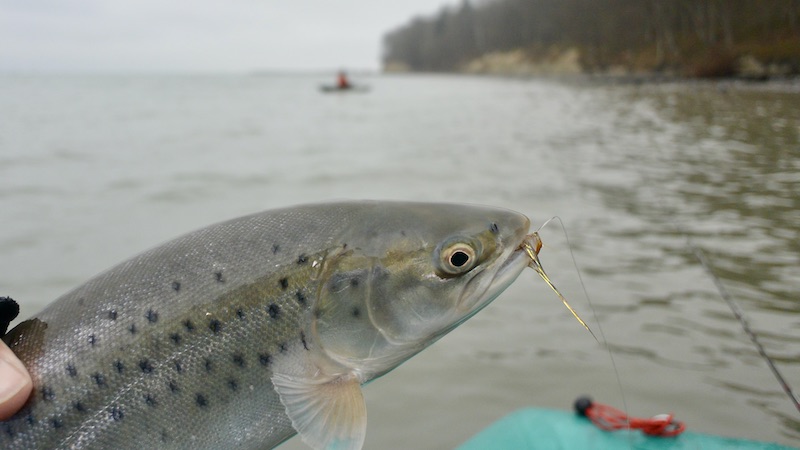 221124 stevns trout