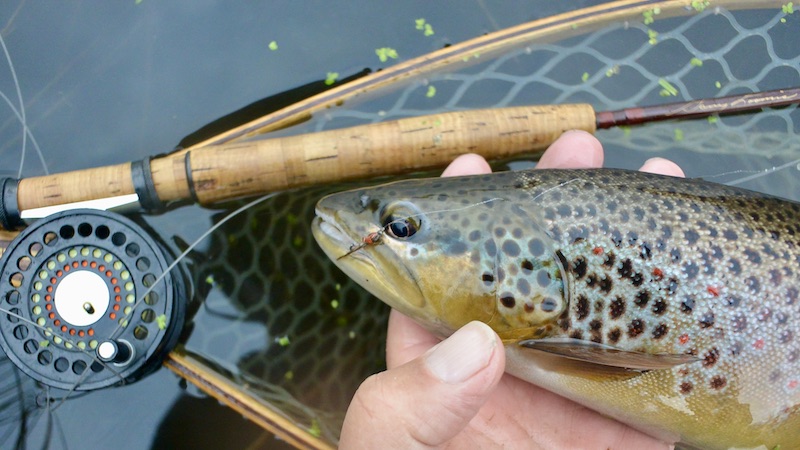 221130 browntrout