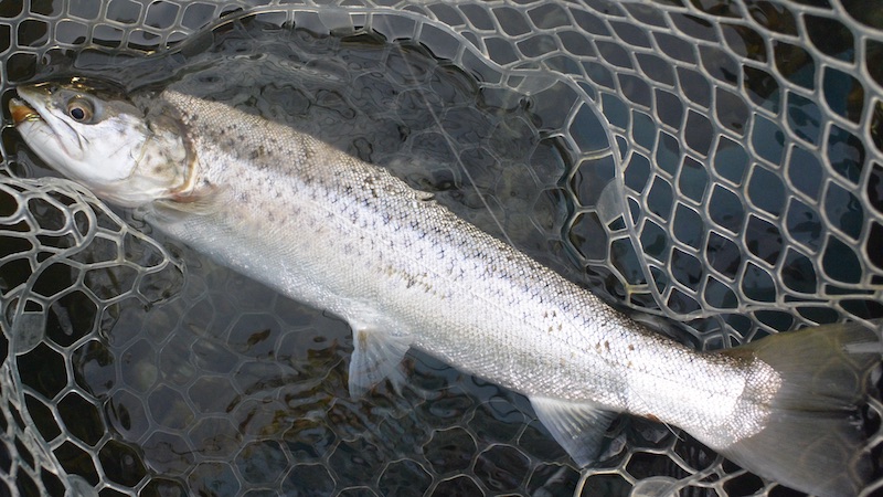 221230 djursland trout