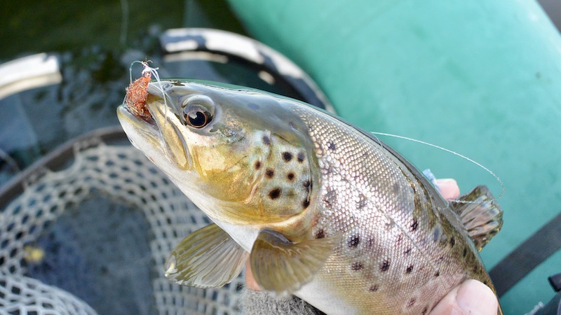Ørred 230103 mariager trout