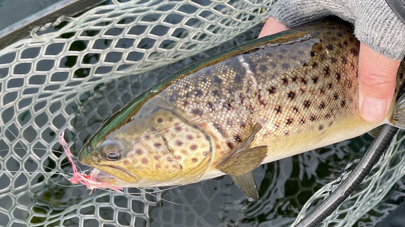 Ørred med ar efter skarv bid 230110 mariager trout