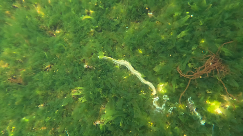 230319 mariager seaworm