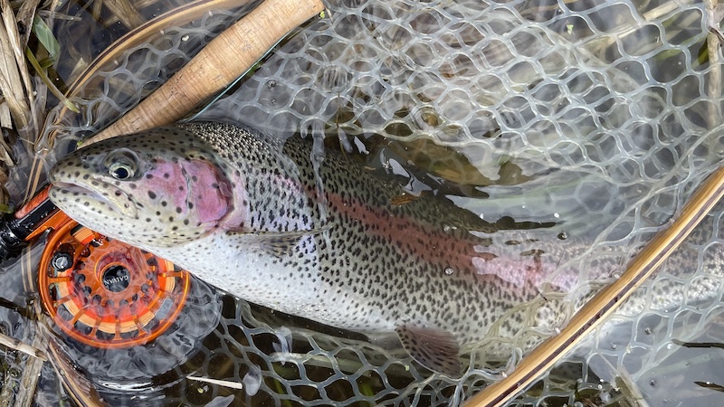 230405 lake rainbow trout