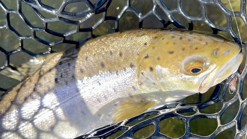 230408 mariager trout