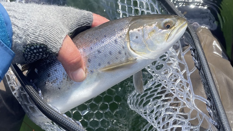 Havørred 230411 bornholm trout