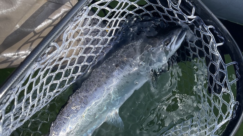 Havørred 230412 bornholm trout