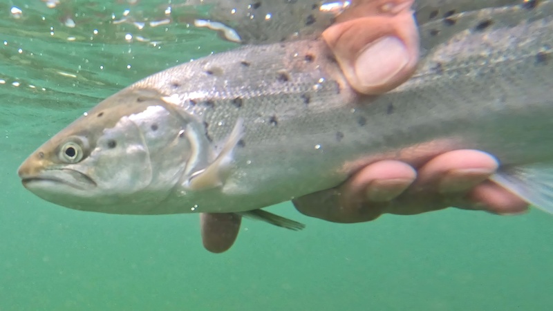 Genudsætning af ørred 230415 bornholm release