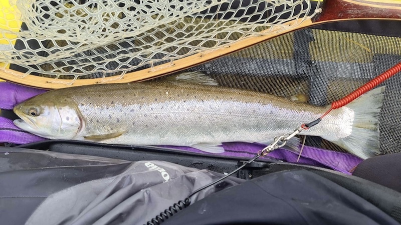 Thomas Sams fangede denne ørred 230415 bornholm thomas trout