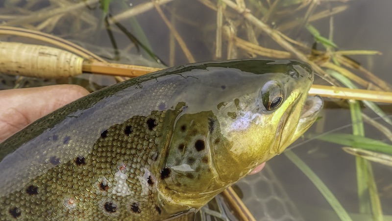 230423 milldam brown trout