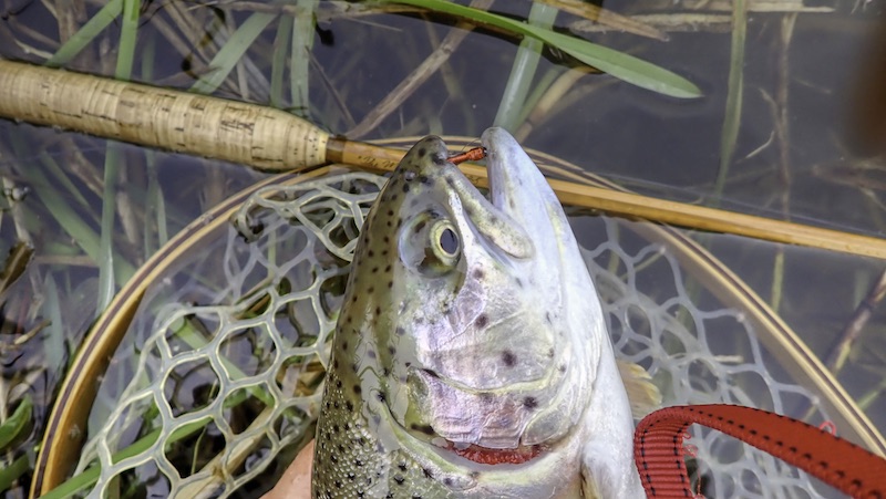 Regnbueørred 230423 milldam rainbou trout
