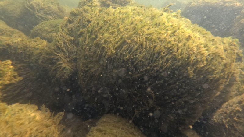 230429 randers fjord sternrev alger