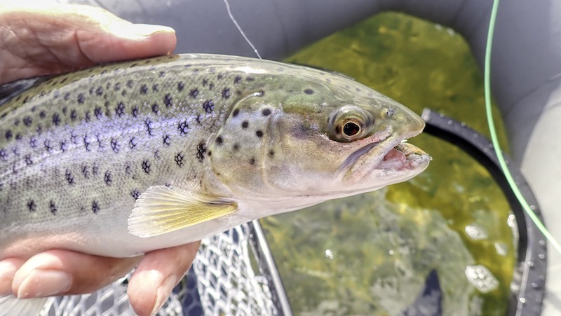 230429 randers fjord trout