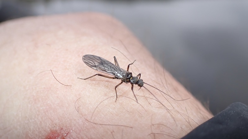 230501 rena stonefly