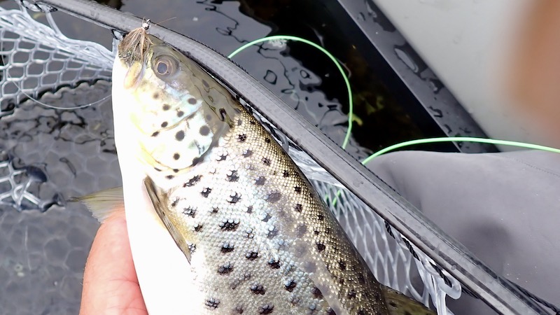 230506 mariager trout