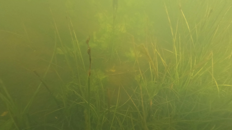 230519 bredningen under vandet