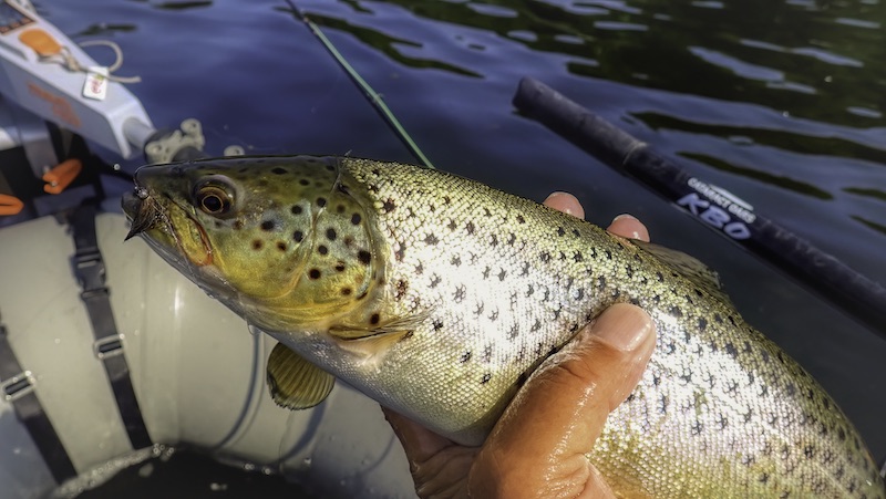 230527 laanhus trout