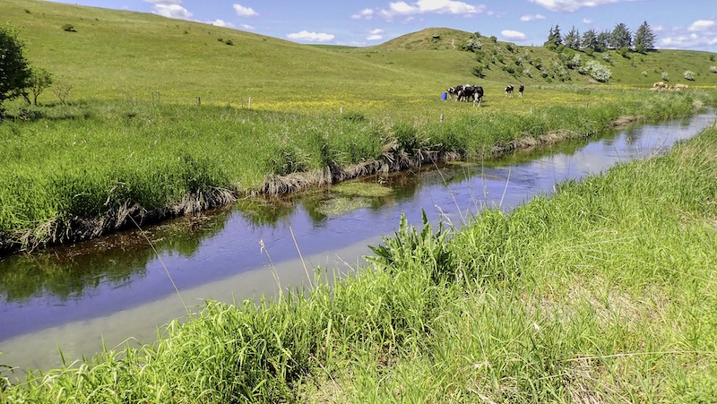 230602 villestrup cows