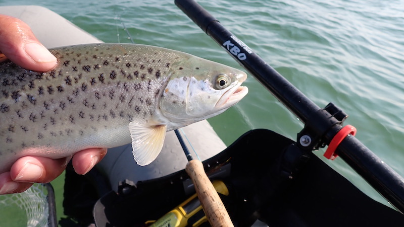 230604 fjellerup trout