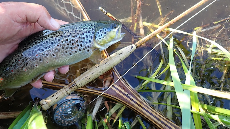 Bækørred 230605 lake browntrout
